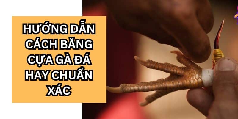 Những chú ý quan trọng khi quấn băng cựa gà